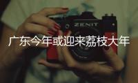 广东今年或迎来荔枝大年，产量有望比去年激增三到四成