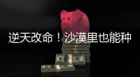 逆天改命！沙漠里也能种出“吨粮田”