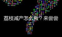 荔枝减产怎么救
？来尝尝“冻眠荔枝”