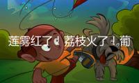 莲雾红了！荔枝火了
！葡萄熟了......金湾“甜蜜夏季”开启！