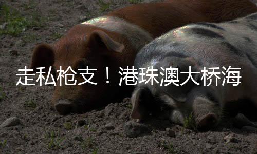 枪支桥海存在走私嫌疑