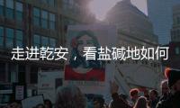 走进乾安，看盐碱地如何被炼成“肥田”