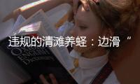 违规的清滩养蛏：边滑“泥橇”边下农药