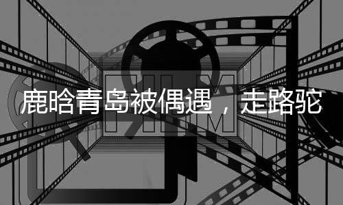 鹿晗路驼闪闪发光的青岛