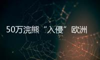 50万浣熊“入侵”欧洲�，“生态害兽”泛滥难解