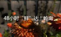 48小时“鲜”达！岭南荔枝香飘迪拜