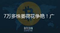 7万多株姜荷花争艳
！广州白云第三届姜荷花文化节本周五开幕