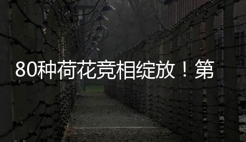 生动展现琴澳文化交融