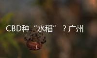 CBD种“水稻”	？广州珠江新城这座大厦引发网友好奇围观