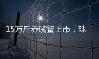 15万斤赤嘴鳘上市，珠海海洋牧场迎来丰收时刻