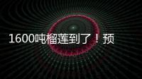 1600吨榴莲到了！预计本月中下旬降价
