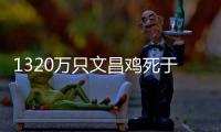 1320万只文昌鸡死于“摩羯”，万余养殖户在废墟上重建